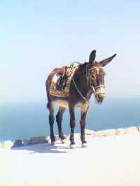 154-donkey.jpg (7798 bytes)