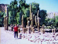 148-cactus-jane.jpg (44770 bytes)
