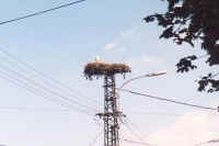 228-stork-nest.jpg (17695 bytes)