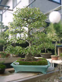 30-02-bonsai.jpg (86781 bytes)
