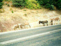 002-donkeys.jpg (20320 bytes)