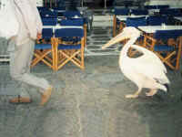 105-pelican.jpg (24469 bytes)