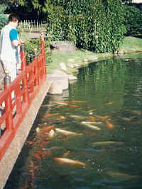 096-fish.jpg (38400 bytes)