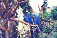 15-biodome.jpg (44488 bytes)