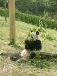 095-P-eat.jpg (33869 bytes)