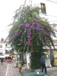 014-flowers.jpg (46133 bytes)