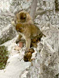 056-gibralter-apes.jpg (32600 bytes)